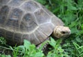 Indotestudo travancorica Royalty Free Stock Photo