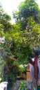 Indramayu mango tree in the garden in afternoon