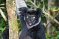 Indri, andasibe Royalty Free Stock Photo