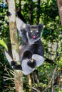 Indri, andasibe Royalty Free Stock Photo