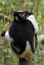 Indri Royalty Free Stock Photo