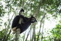 Indri, Madagascar Royalty Free Stock Photo