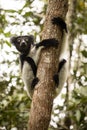 The Indri, Indri indri, Madagascar in nature Royalty Free Stock Photo