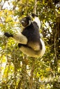 The Indri, Indri indri, Madagascar in nature Royalty Free Stock Photo