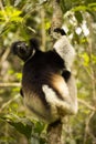 The Indri, Indri indri, Madagascar in nature Royalty Free Stock Photo