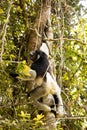 Indri, Indri indri, Madagascar in nature Royalty Free Stock Photo