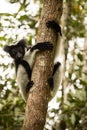 Indri, Indri indri, Madagascar in nature Royalty Free Stock Photo