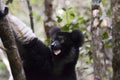 Indri, the largest lemur