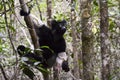 Indri, the largest lemur of Madagascar