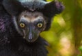 Indri, the largest lemur of Madagascar