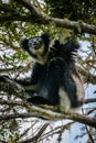 Indri Lemur hanging in tree canopy looking Royalty Free Stock Photo