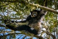 Indri Lemur hanging in tree canopy looking at us Royalty Free Stock Photo