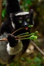 Indri lemur in Madagascar