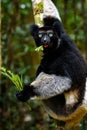 Indri lemur in rainforest of Madagascar Royalty Free Stock Photo