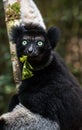 Indri lemur in rainforest of Madagascar Royalty Free Stock Photo
