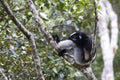 Indri, Indri indri Royalty Free Stock Photo