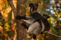 Indri with young cub on the back. Wildlife Madagascar, babakoto, Indri indri, monkey with young babe cub in Kirindy Forest, Royalty Free Stock Photo