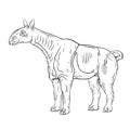 Indricotherium Royalty Free Stock Photo