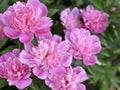 beautiful pink peonies