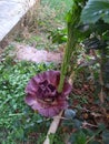 Blushing Petals: Captivating Pink Flowers in Full Bloom