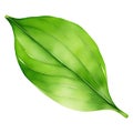 A Green japanese matcha Tea leaves, single leave transparent background PNG Collection