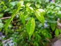 Verdant Symphony: Water Droplets Enhancing the Beauty of Lush Pondside Foliage