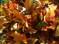 Vibrant Diversity: Croton - Codiaeum Leaves