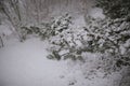 Snowfall Serenade: Nature's Ballet on Branches