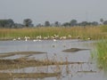 Lake Symphony: Panoramic View of Water Birds and Graceful Grasslands