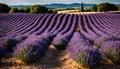 Lavender Fields in Provence France beautiful flowers Royalty Free Stock Photo