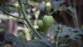 Vibrant Greens: Fresh and Healthy Vegetables for Nourishment