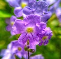 Royal Amethyst Blooms: Captivating Array of Purple Flowers