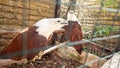 Indus Haliastur, Brahmin kite in a cage, 2 white-headed eagles in a cage