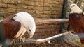 Indus Haliastur, Brahmin kite in a cage, 2 white-headed eagles in a cage