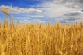 Industrial agricultural landscape with field ears ripe Golden wheat on a farm on a Sunny summer day against a clear clear blue sky Royalty Free Stock Photo