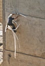 Industrial alpinist construction worker seals up concrete joints with polystyrene