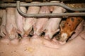 Sows living in stable at an industrial animal farm Royalty Free Stock Photo