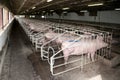 Industrial animal farm for pig sows and piglets Royalty Free Stock Photo