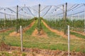 Industrial apple orchard, apple garden on a sunny summer day