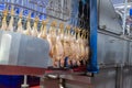 Industrial automated poultry processing line showing chickens on a conveyor shackle system under blue light Royalty Free Stock Photo