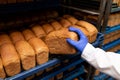 Industrial bakery with fresh bread on racks. A loaf of fresh bread in women& x27;s hand.