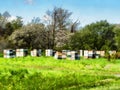 Industrial beehives in a meadow