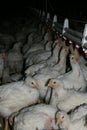 Industrial chickens drinking from water lines in broiler poultry house.