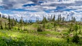 Industrial Clear Cut Logging in the Shuswap Highlands of British Columbia Royalty Free Stock Photo