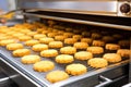 industrial cooling equipment with baked biscuits Royalty Free Stock Photo