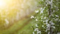 Industrial cultivation on farm. Flowers on apple tree branch, close up, sun flare