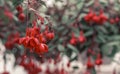 Industrial cultivation of flowers. Red fuchsia close up, on blurred background