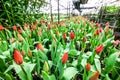 Industrial cultivation of red tulips in industrial greenhouse