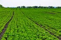 Industrial cultivation of soy in the field