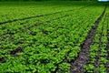 Industrial cultivation of soy in the field